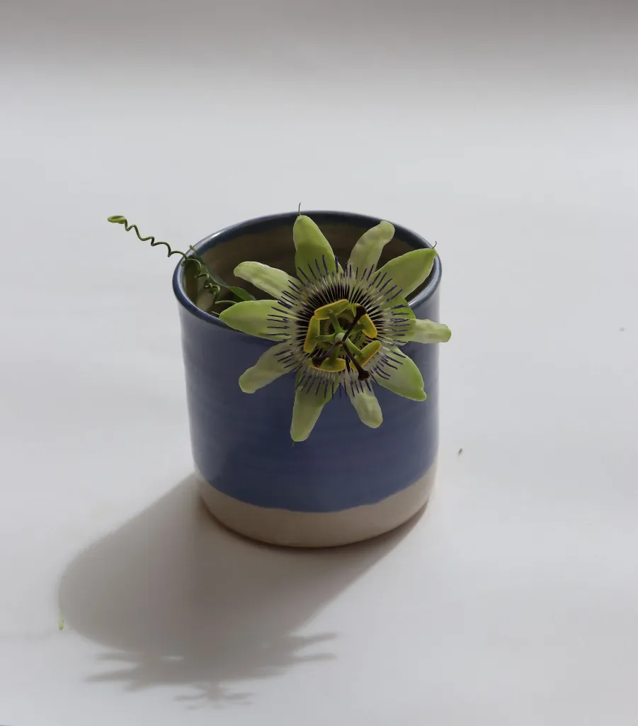 Juniper Cup Passionflower.webp
